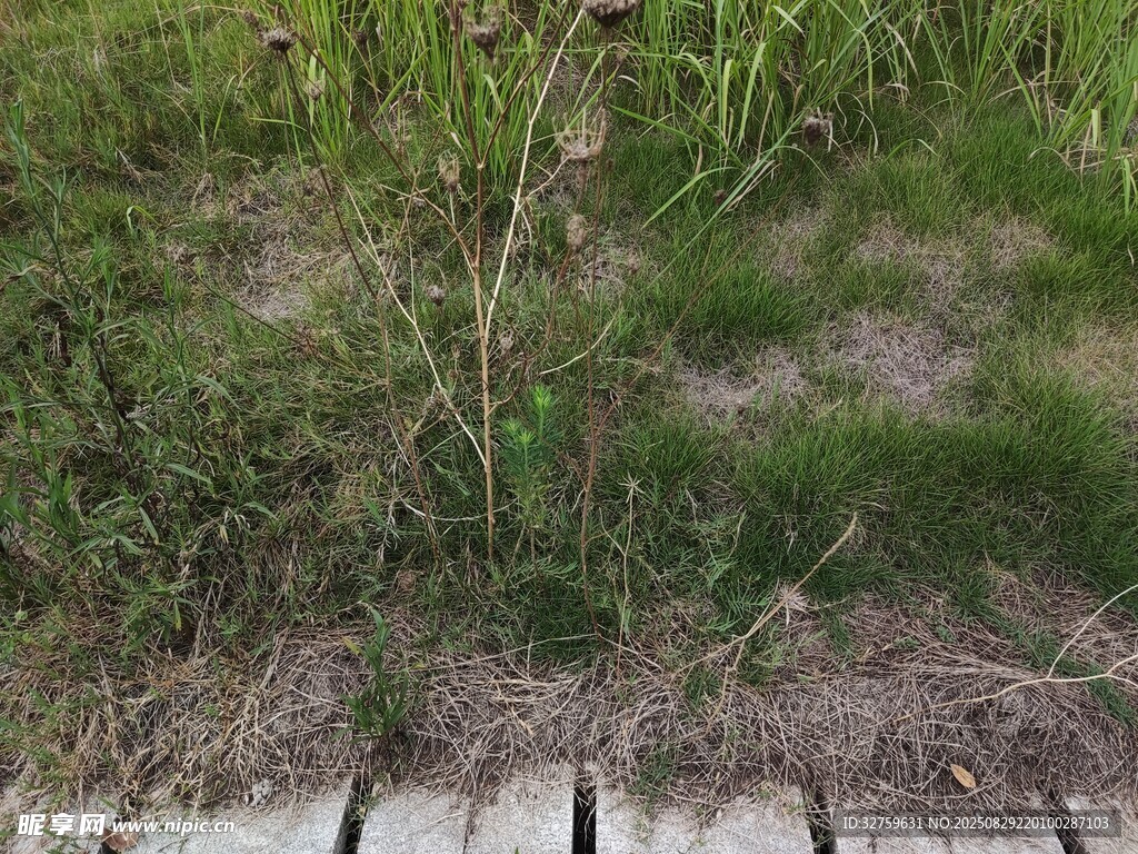 路边草丛中的绿植景象