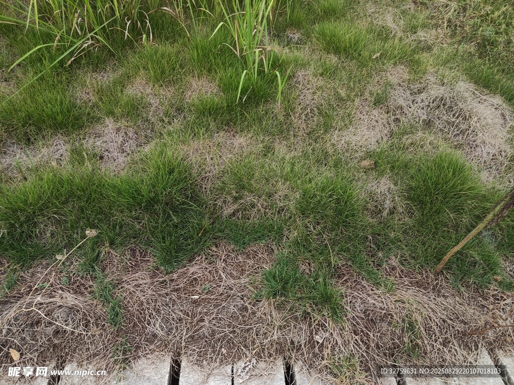 户外草地景观