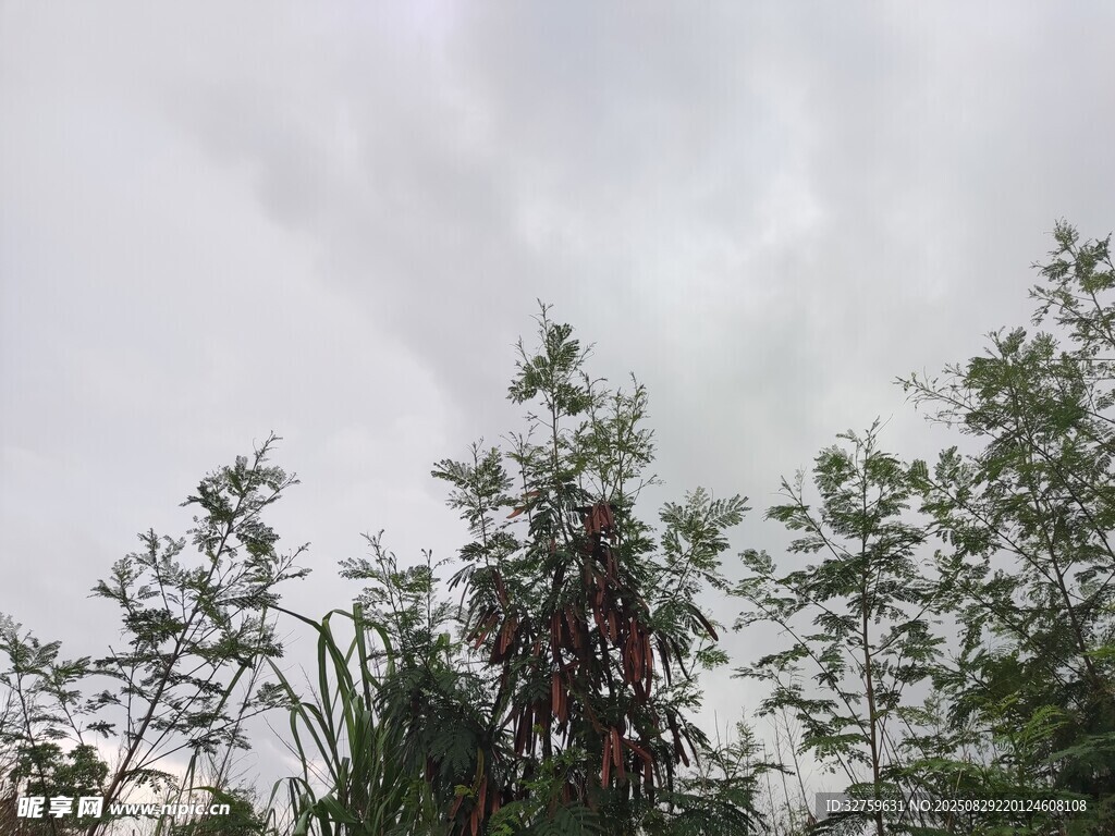 阴天中的树木景观