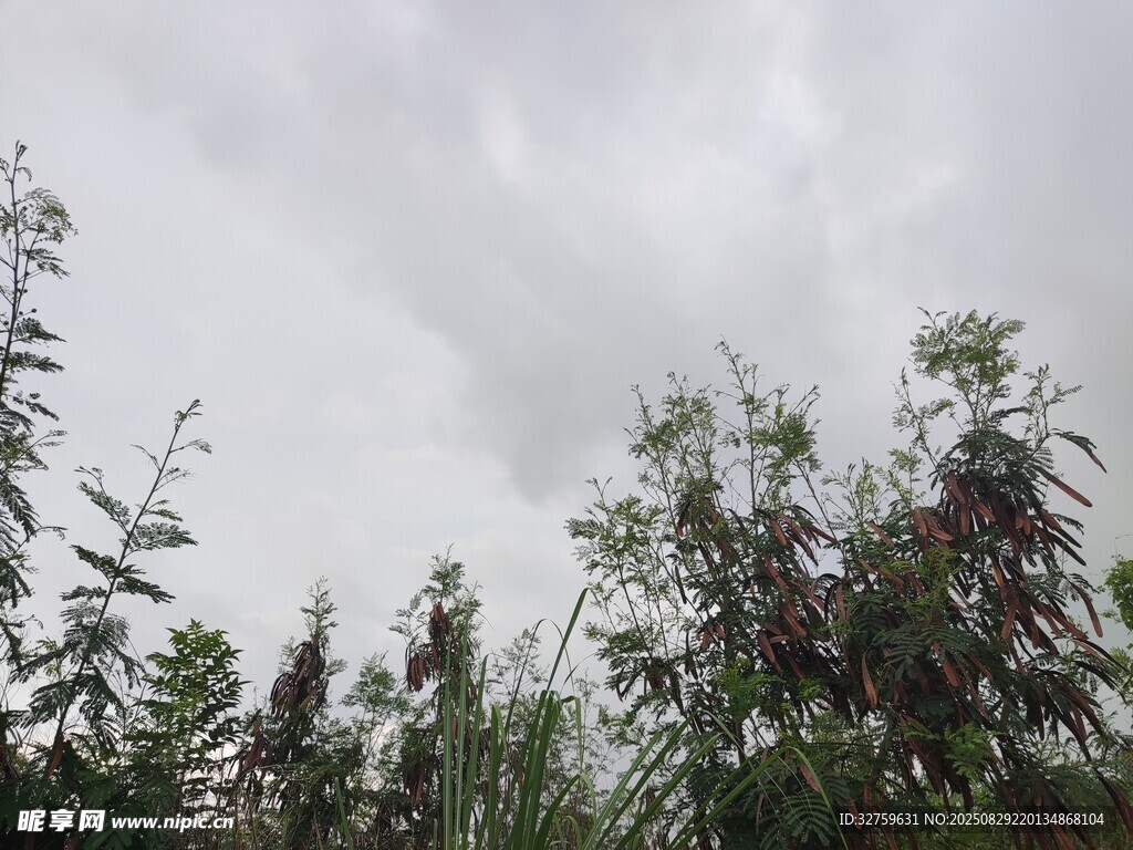 阴天中的绿植景观