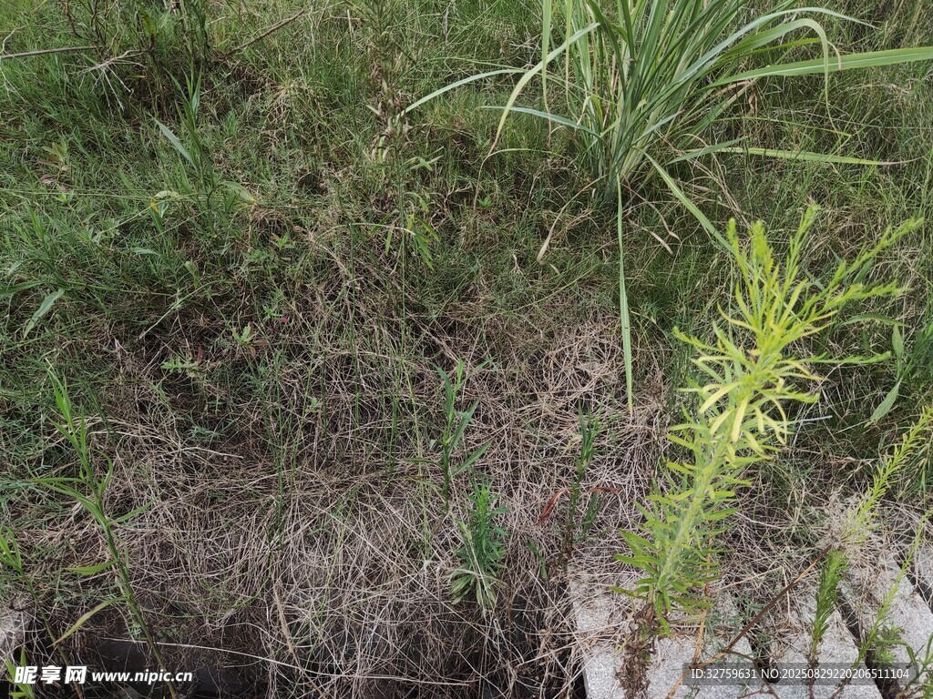 野外绿植景观
