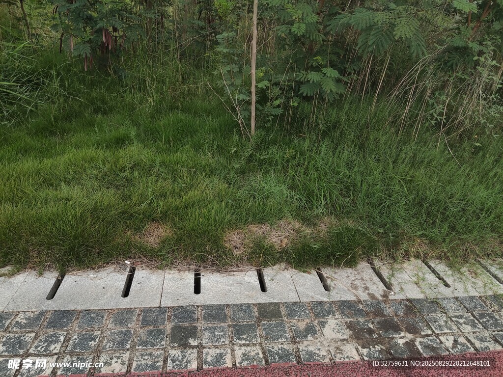路边绿植与排水设施