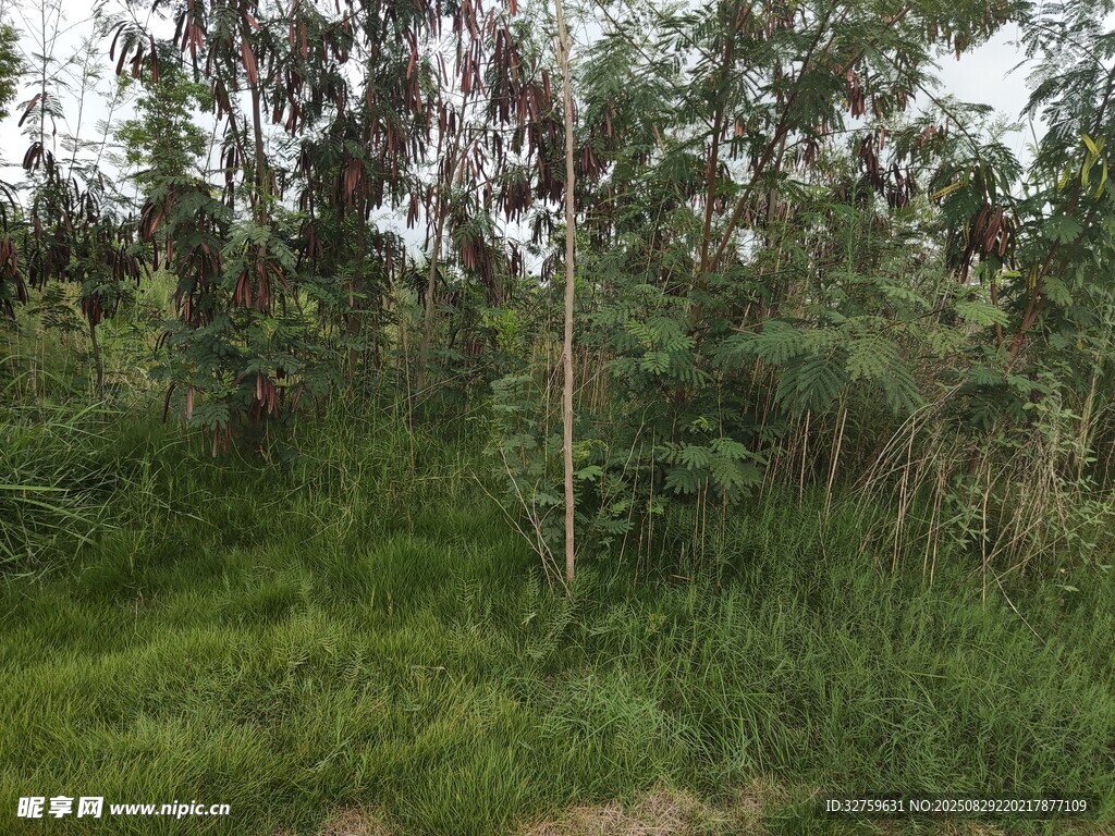 绿意盎然的野外植被景观
