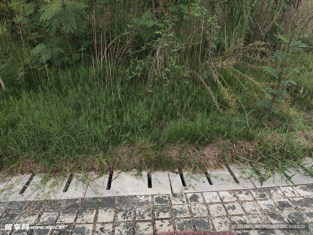 石板小径旁的葱郁绿植