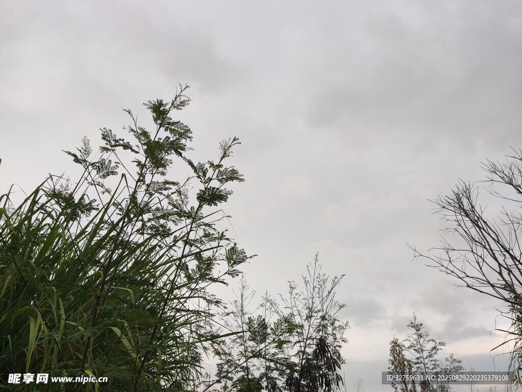 天空下的植物景观