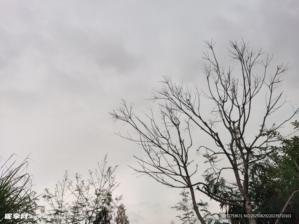 冬日枯树景象