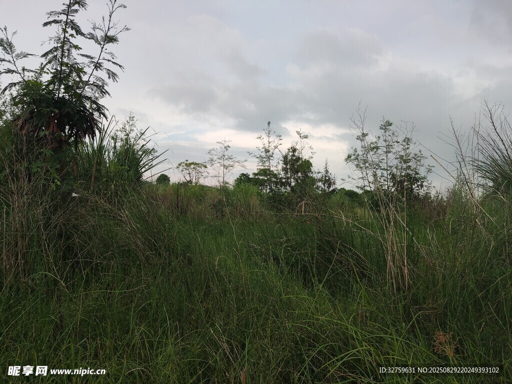 野外草地风景