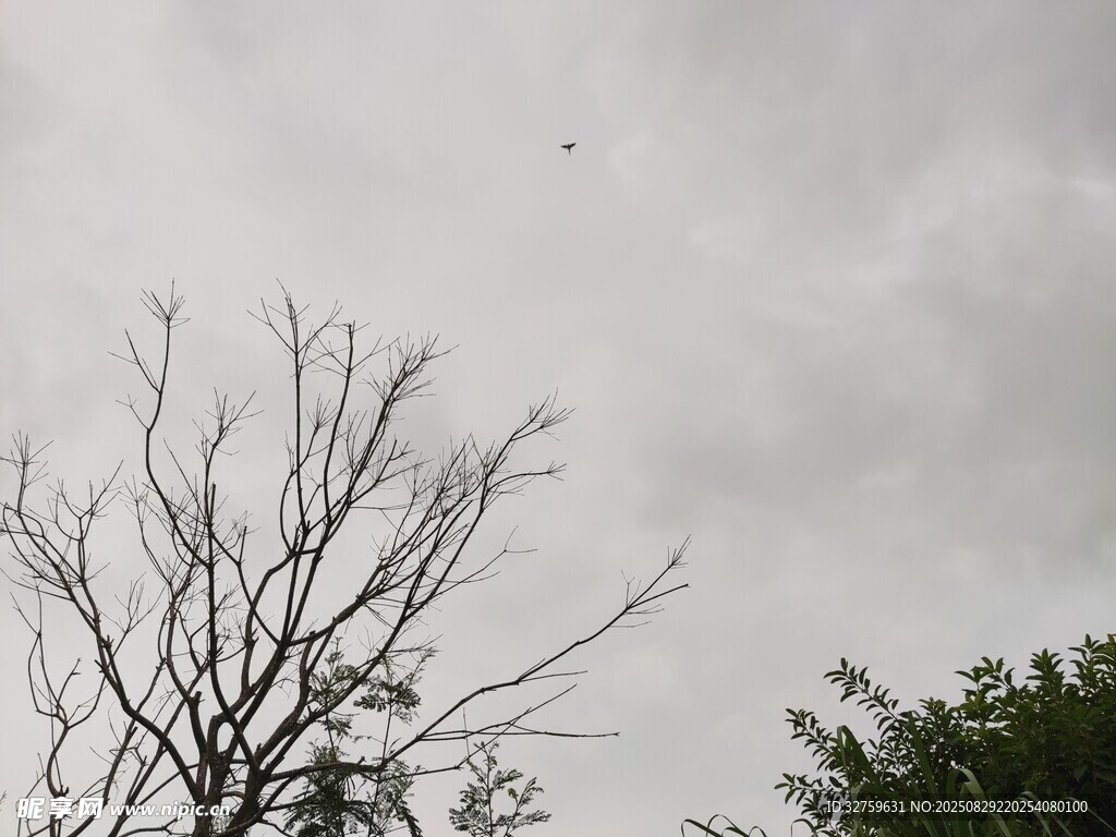 枯树与飞鸟的天空景象