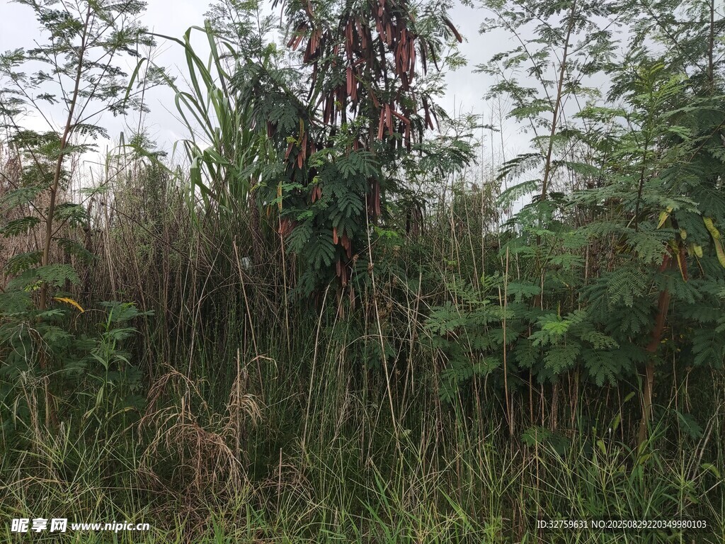 野外繁茂的杂草植物景观