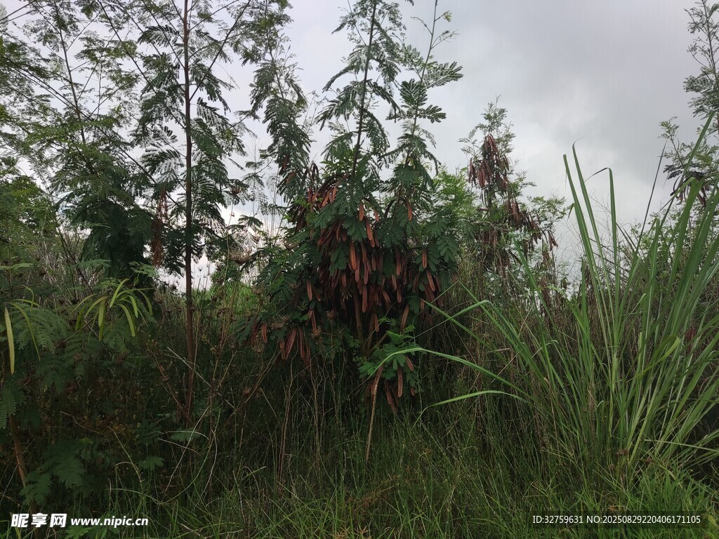 野外繁茂植物景观