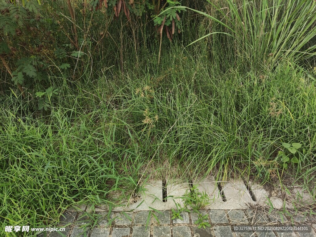 杂草丛生的砖石小径