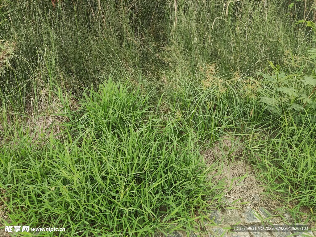野外丛生的绿色草地