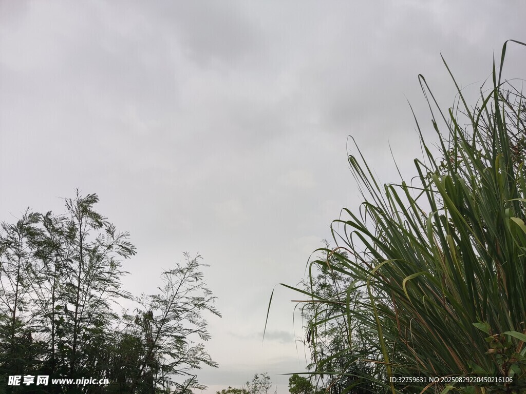 阴天中的绿植景观