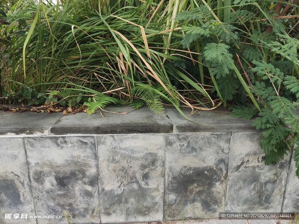石墙边的茂盛绿植