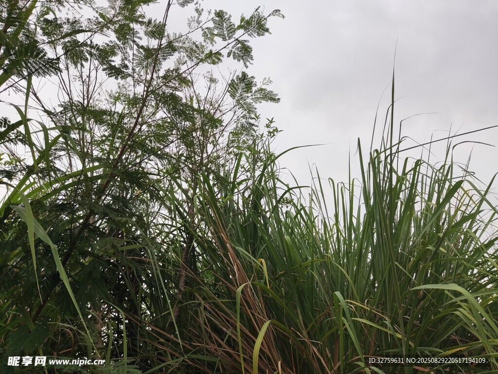 野外繁茂的绿色植物景象