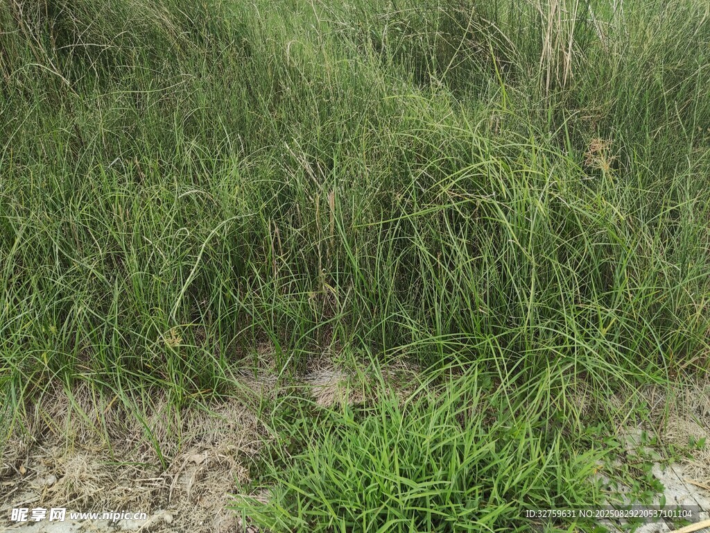 野外丛生的绿色草地