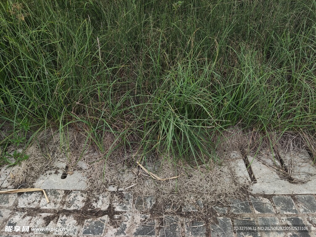 石板路旁的翠绿野草