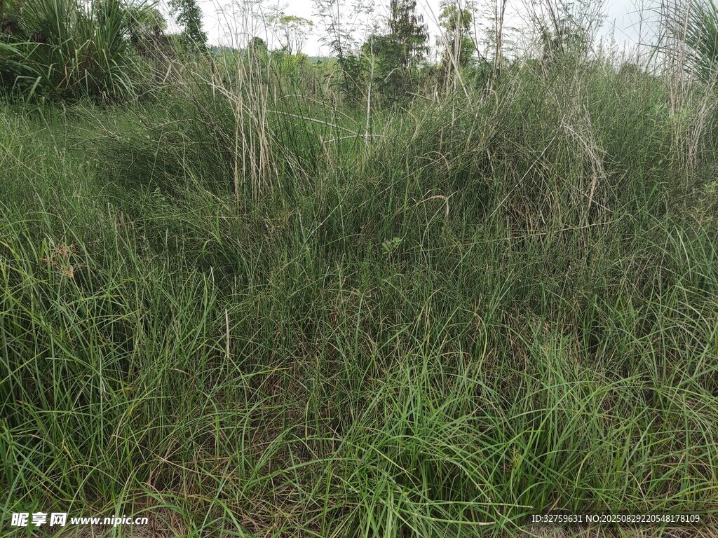 野外茂盛草地景观