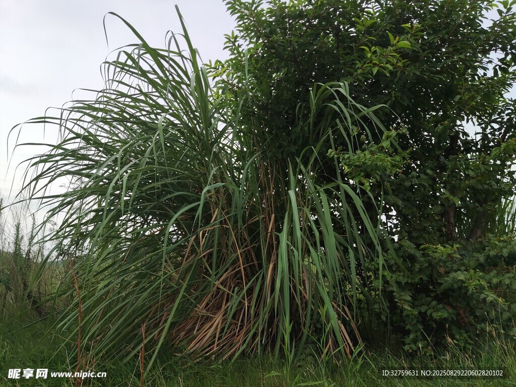 野外茂盛的高大绿色植物