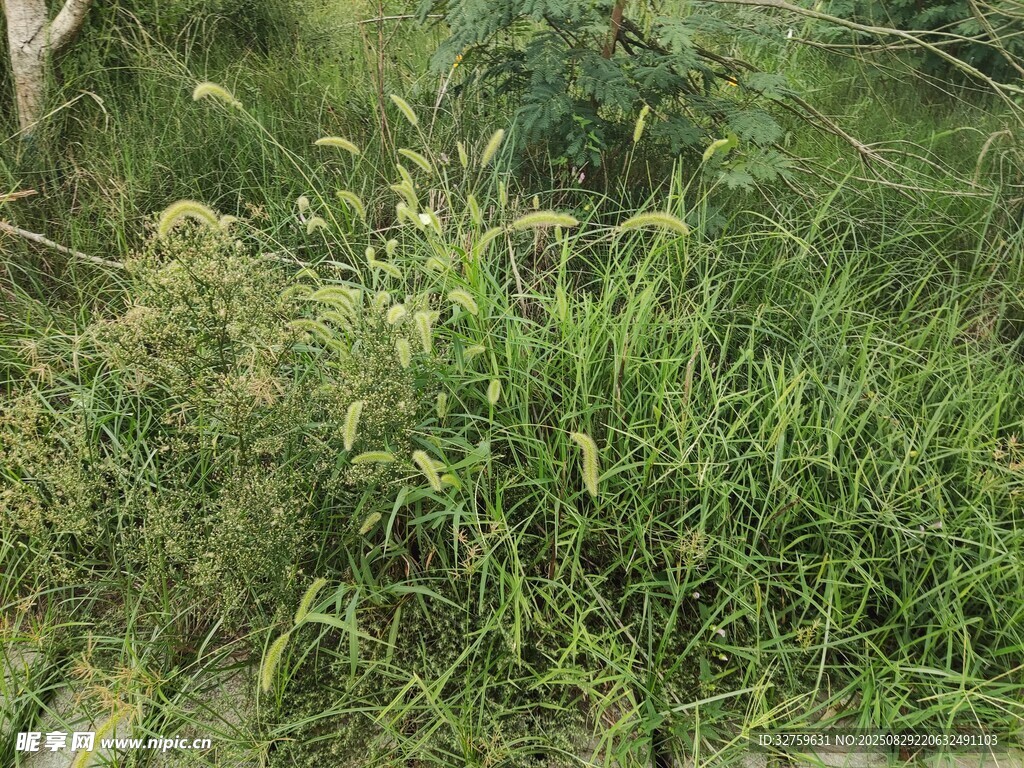 野外繁茂的绿色植物景观
