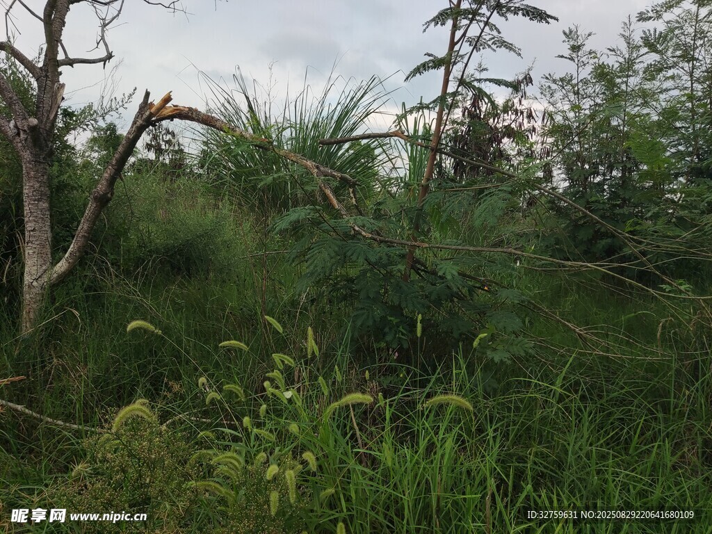 野外茂密植被景观