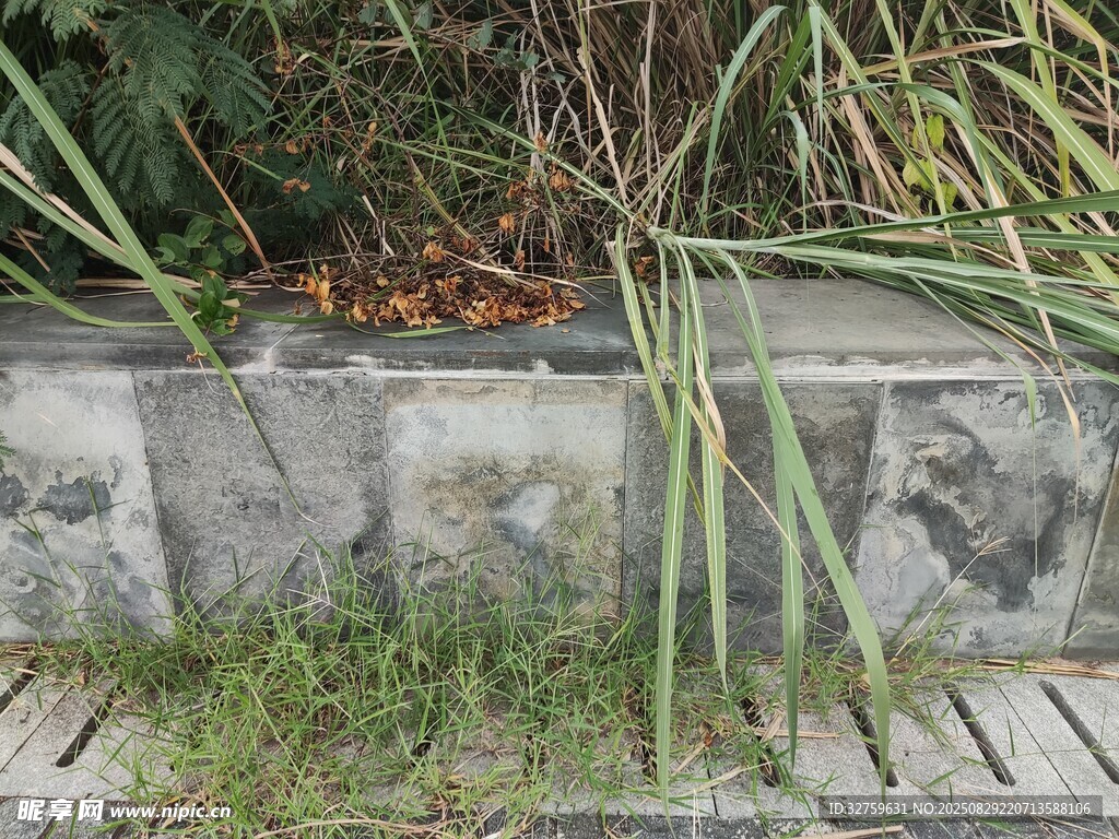 石砌花池边的绿植景观
