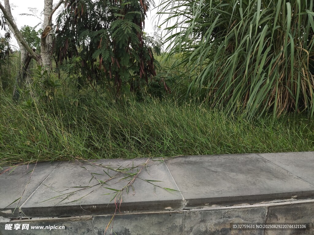 户外水泥地旁的绿植景观