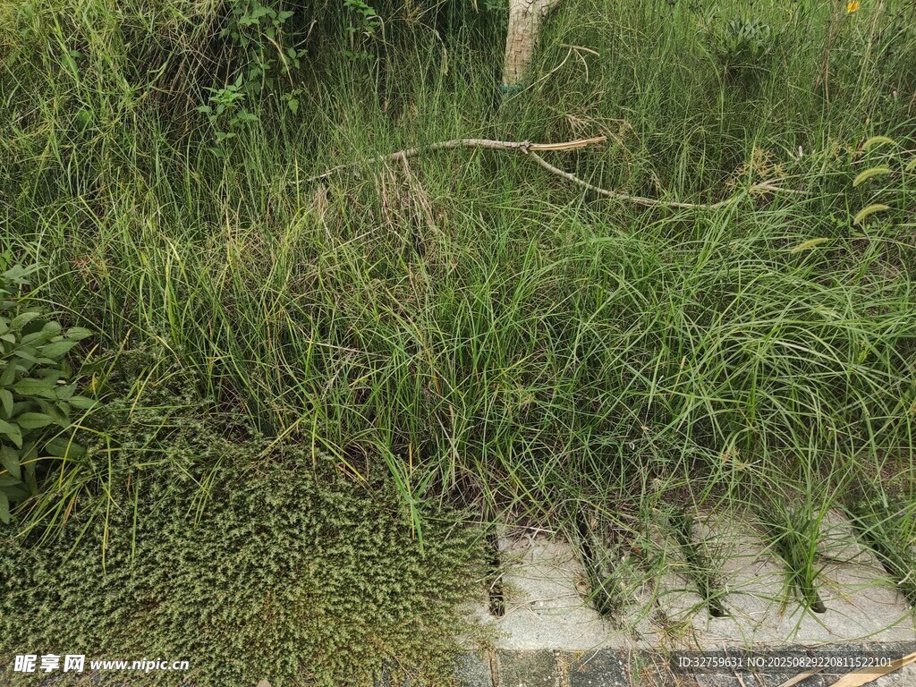 路边茂盛的绿色草丛
