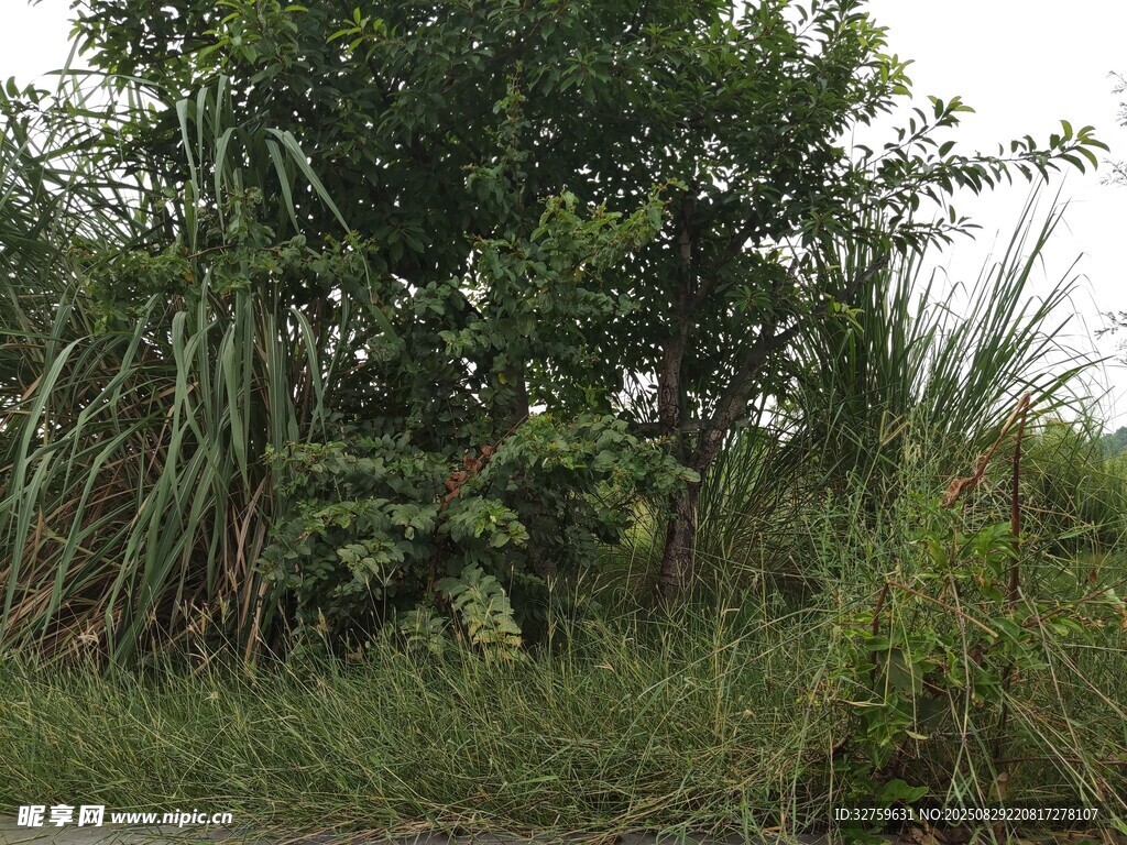 野外繁茂绿植景观