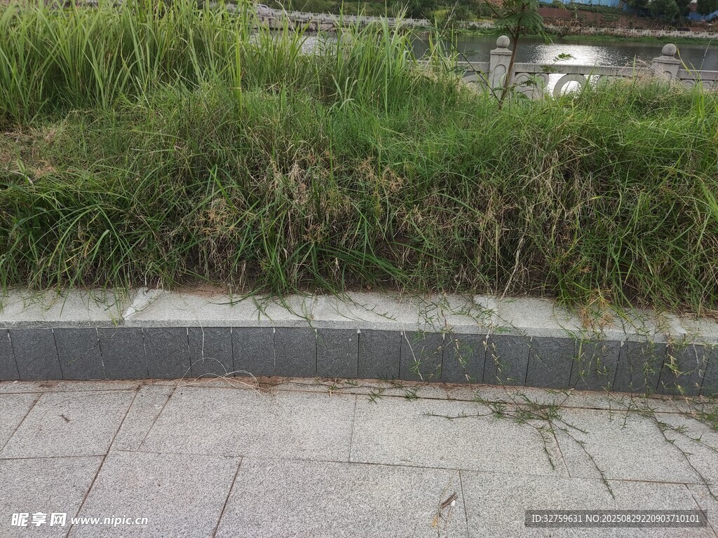 路边草丛与灰色路沿石
