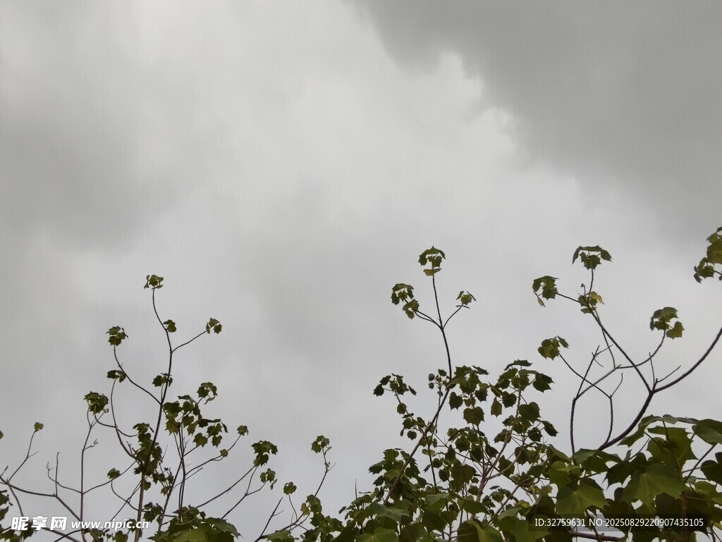 阴天下的绿植枝梢