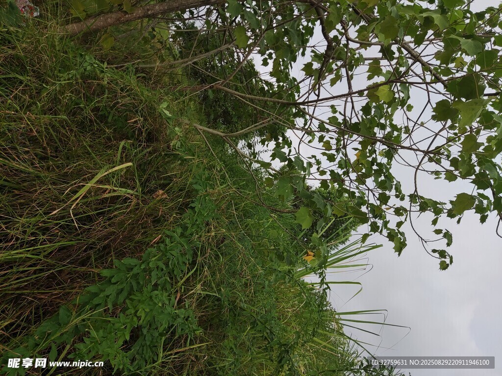 繁茂绿植景观