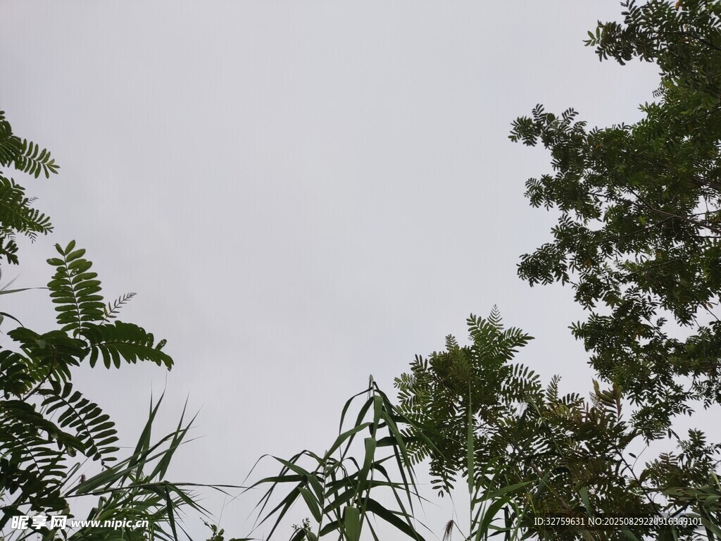 树梢之上的灰白天空