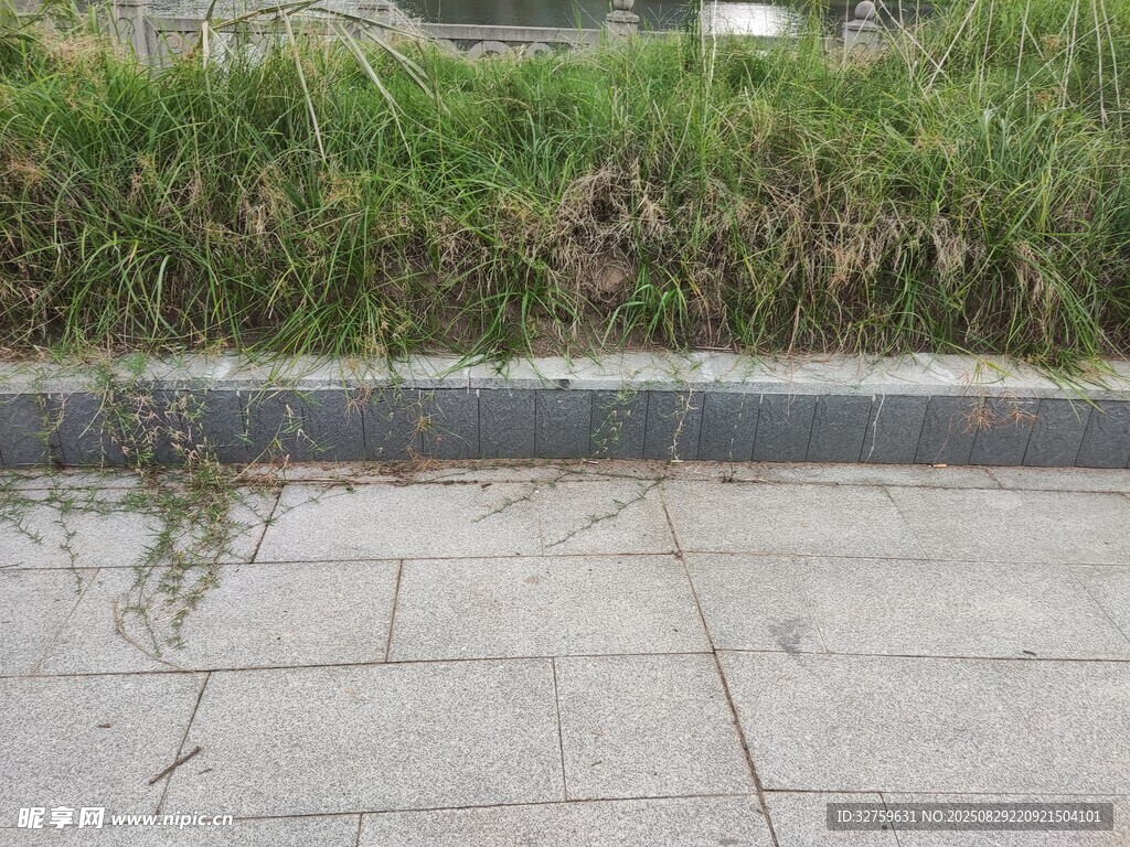 路边石板与丛生绿草