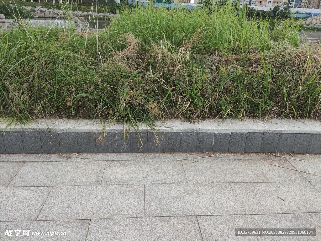 路边绿植景观
