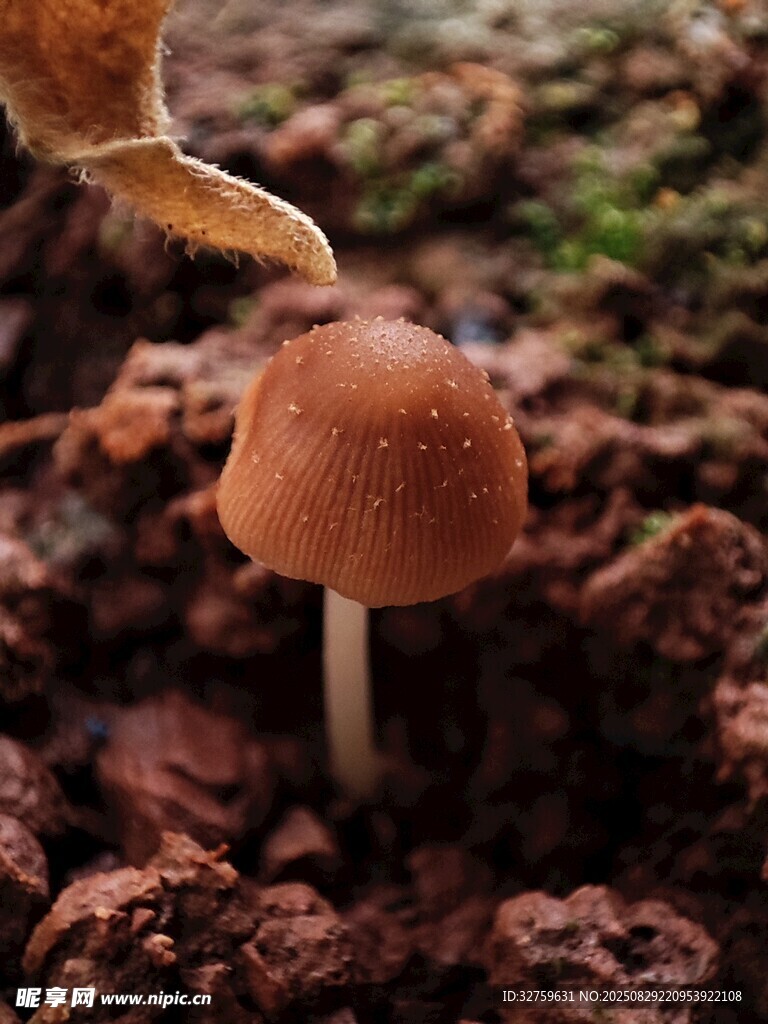 破土而出的小蘑菇