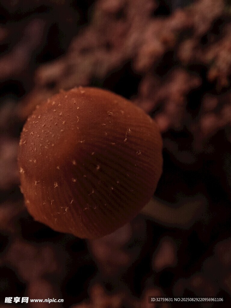 棕色小蘑菇特写