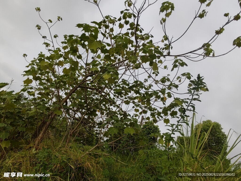 野外繁茂树木与绿植景观