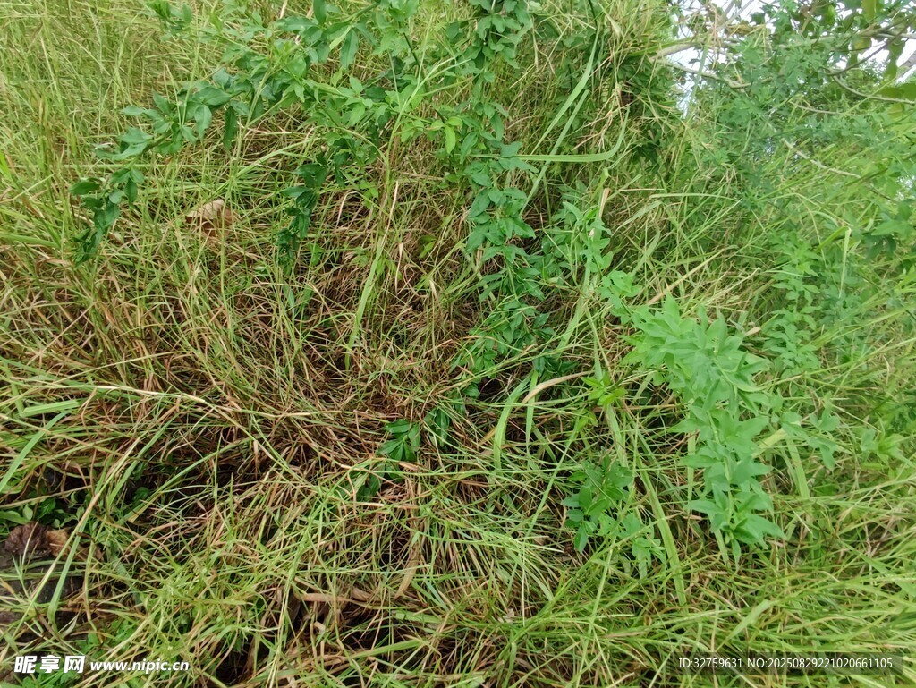 野外丛生的繁茂绿色植物