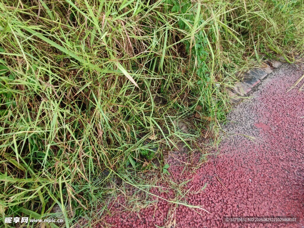 路边翠绿青草与红道
