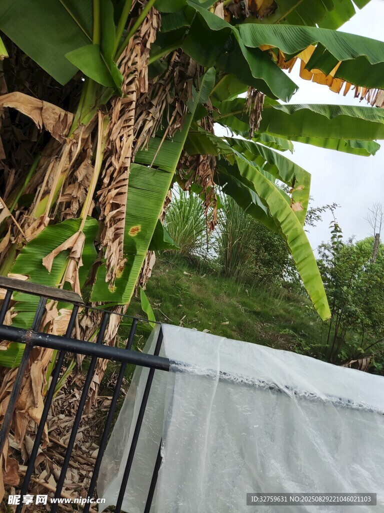 户外绿植与白色围栏景观