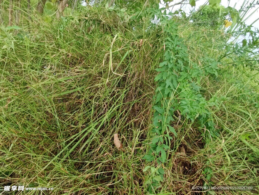 野外繁茂的绿色植物景观
