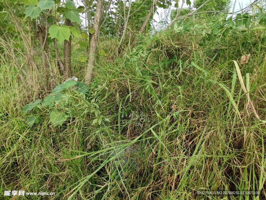 野外茂密草丛景象