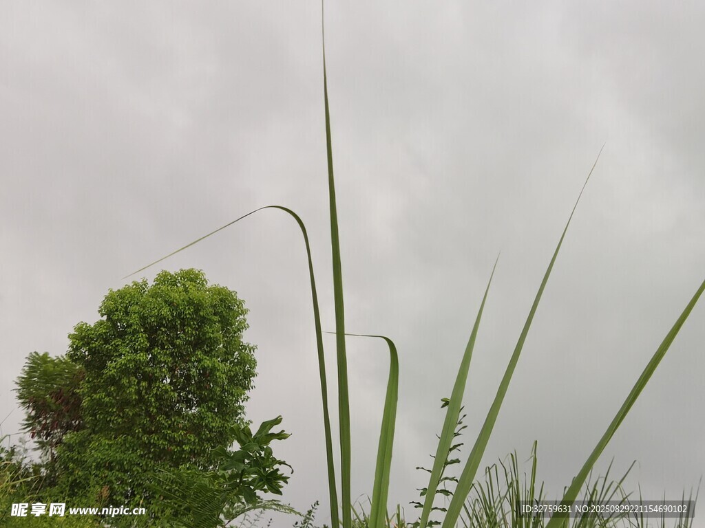 野草与绿树映衬的天空