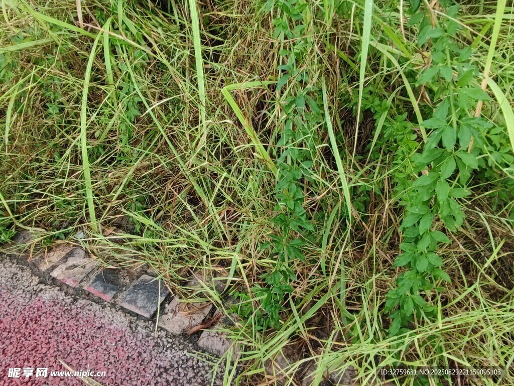 路边翠绿繁茂的野草
