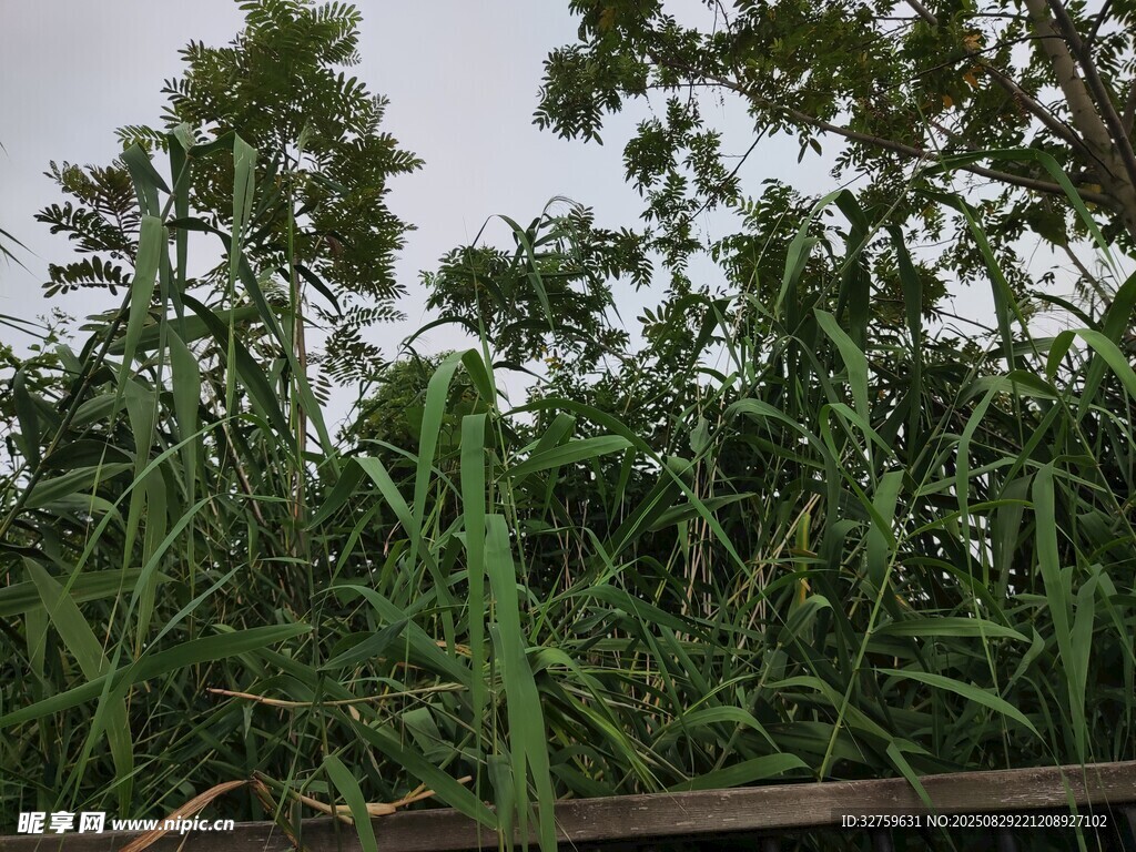 茂盛的户外绿植景观