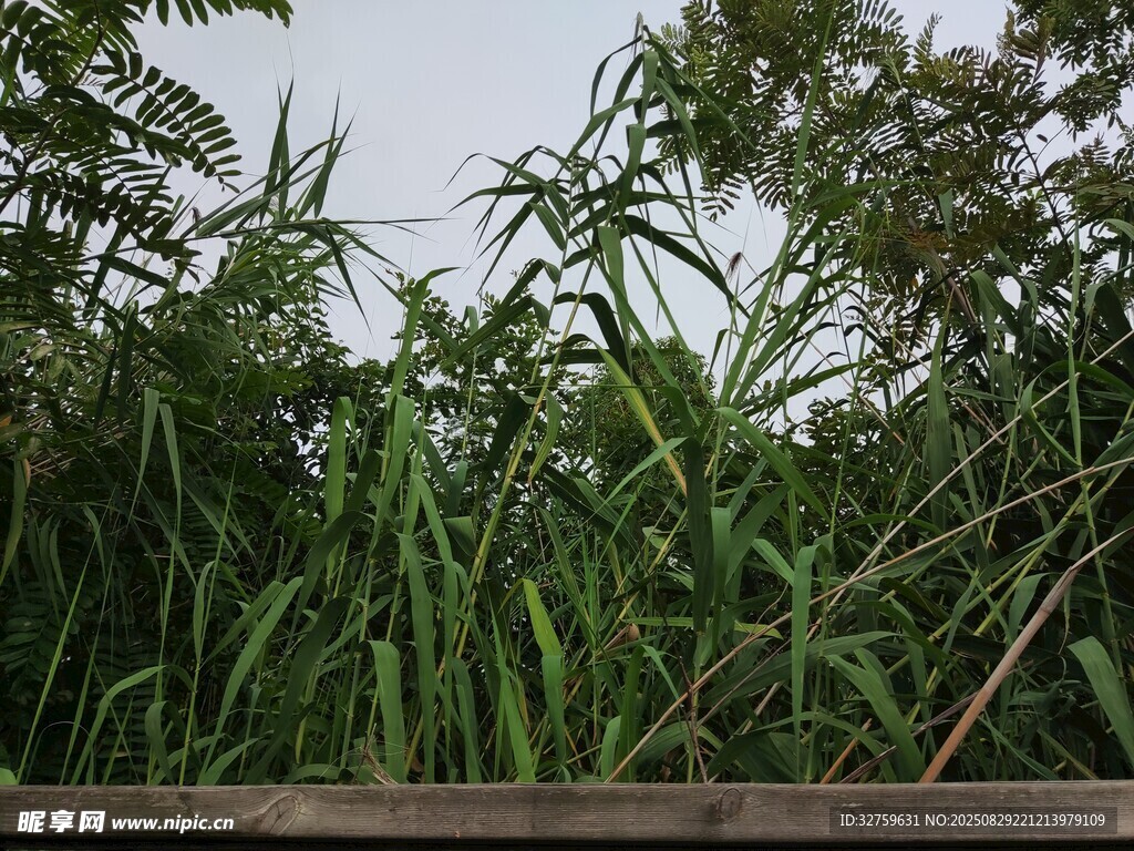 茂密绿植环绕的自然景象