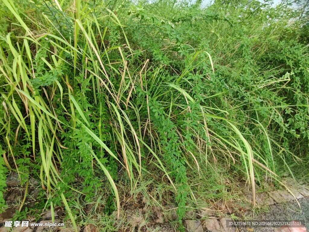 路边茂盛的绿色草丛