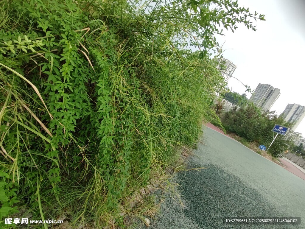 路边繁茂绿植景观
