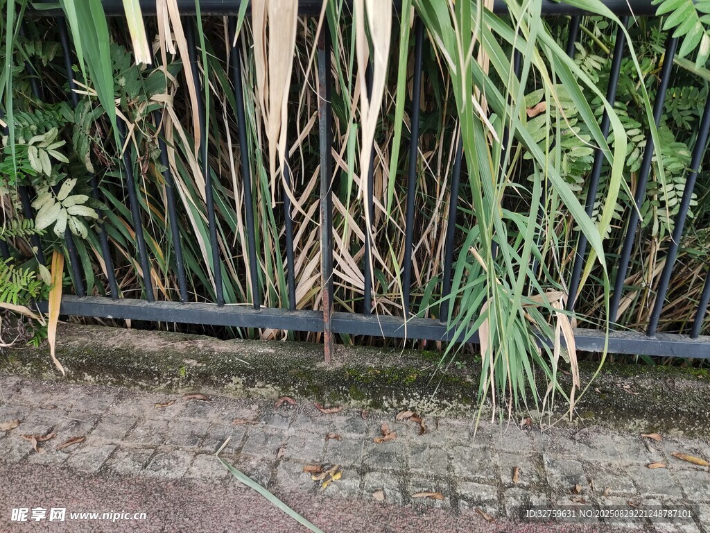 路边的绿植景观